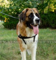 Zuggeschirr aus echtem Leder für Moskauer Wachhund Zuggeschirr aus echtem Leder für Moskauer Wachhund