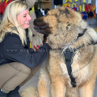 Tibet Mastiff Nylongeschirr mit Brustplatte und Griff