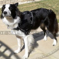 Wasserabweisendes Geschirr aus Nylon für Border Collie