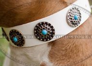 Lederhalsband Weiß für Amstaff Lederhalsband Weiß für Amstaff