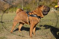 Shar Pei perfektes Leder Geschirr