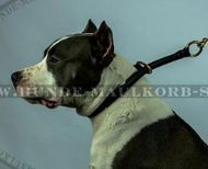 Collar round leather for Amstaff
