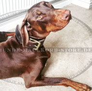 Zweilagiges Halsband für Dobermann