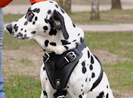 Hundegeschirr aus Leder für Dalmatian