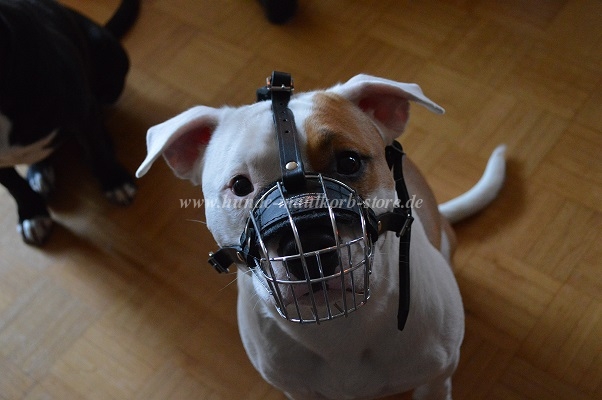 wire muzzle for amstaff 