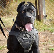 K9 Geschirr für Bandog Training