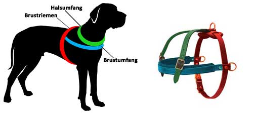 Measure the dog correctly