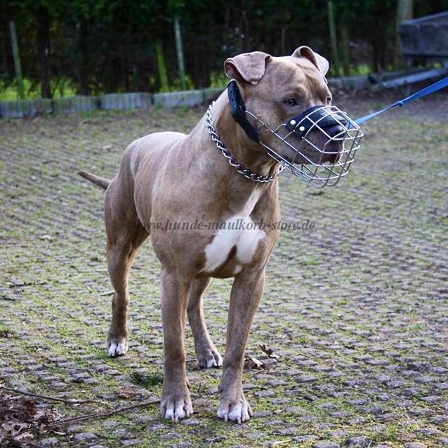 nice wire dog muzzle for Amstaff  