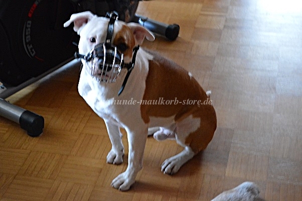 universal muzzle amstaff buy