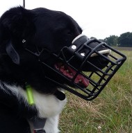 Muzzle for Border Collie, Black Rubber and Wire