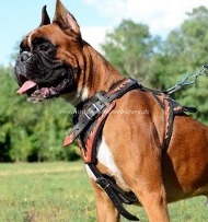 Bemaltes Hundegeschirr Boxer | Leder Geschirr mit Muster