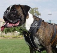 Luxury Handcrafted Padded Dog Leather Harness for Boxer