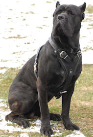Protection and Attack Leather Dog Harness for Cane Corso