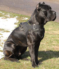 https://www.hunde-maulkorb-store.de/images/cane-corso-nylon-dog-harness-bestseller-UK.jpg