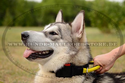 Halsband mit Griff aus Nylon für Hunde