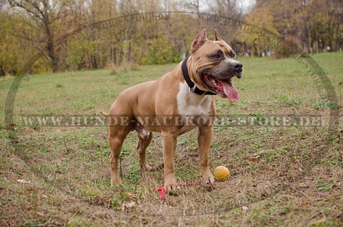 praktisches Hundehalsband fuer Amstaff aus
erstklassigem Nylon 