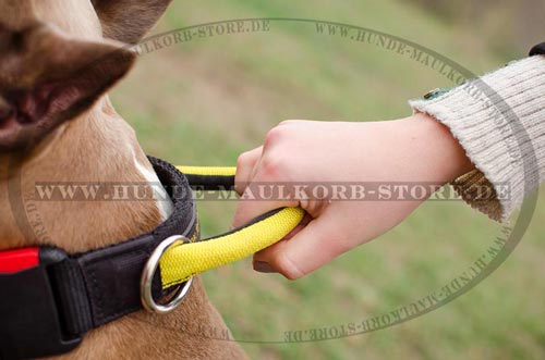 Hundehalsband einfache Pflege