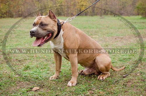 Alltag Halsband Nylon am Amstaff