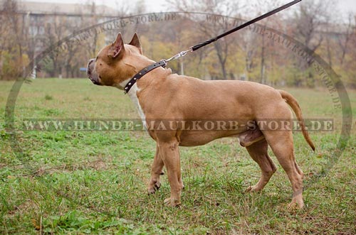 Alltag Halsband mit Reihe von Spikes fuer Amstaff