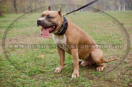 Alltag Halsband doppellagiges Lederam Amstaff