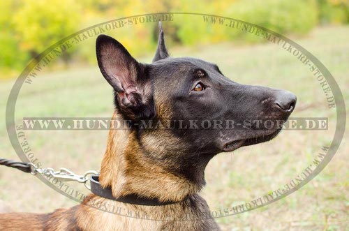 Arbeitshunde Hundehalsband aus Leder für Malinois