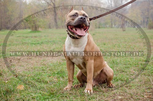  ideales Lederhalsband fuer Amstaff Hunde