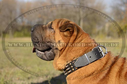 Stylish dog collar