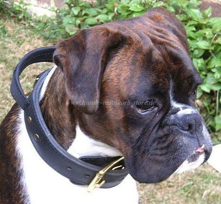 Boxer Hundehalsband
Leder