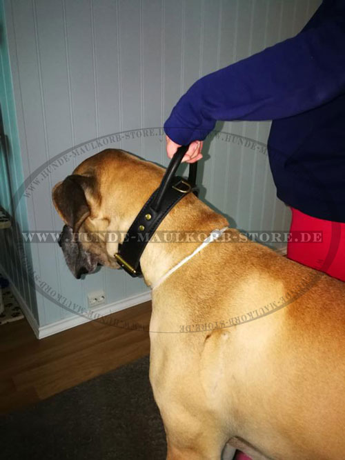 Halsband für Deutsche Dogge Hund kaufen online