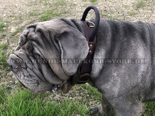 Halsband für Hund kaufen online