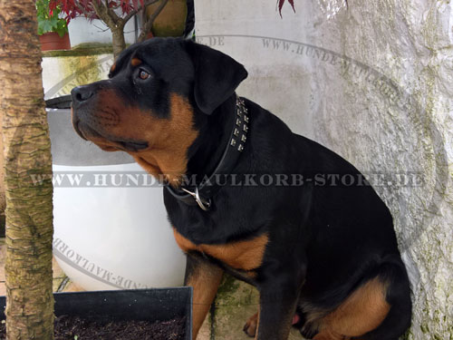 Hundehalsband für großen Rottweiler kaufen