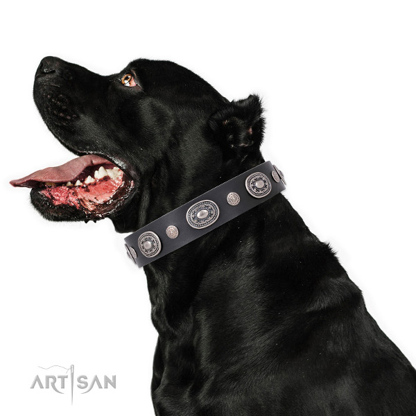 Halsband von FDT Artisan am Hund