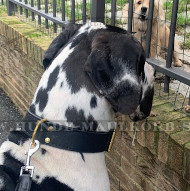 Deutsche Dogge Klassisches Lederhalsband, zweilagig