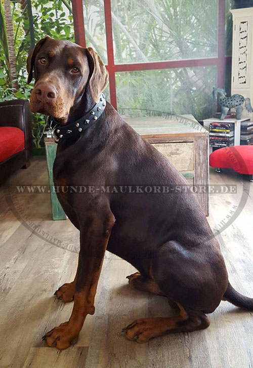 Dobermann Halsband breit