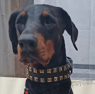 Dobermann Hundehalsband Leder mit Messing Pyramiden