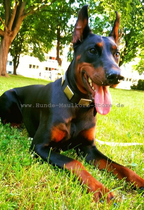 Halsband Nylon mit Chunks am Dobermann