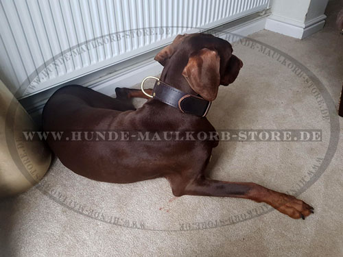 K9 Kontrollhalsband für Dobermann Hund kaufen online