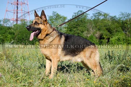 stilvolles Halsband Hund