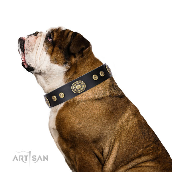 Golden Radiancce Hundehalsband aus neuer Kollektion