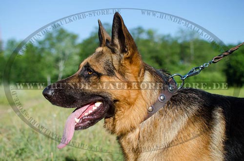 Lederhalsband mit Beschlägen aus vernickeltem Stahl