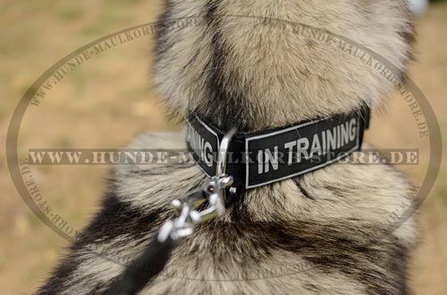 bequemes Nylon Halsband fuer Malamute