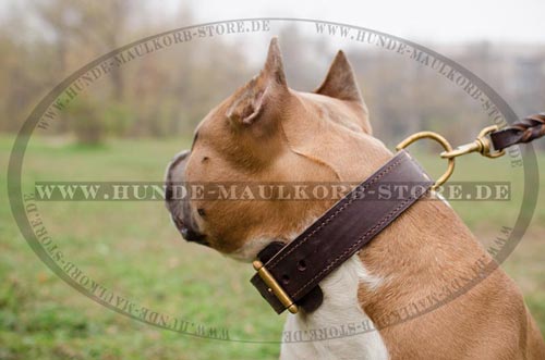 praktisches Hundehalsband fuer Amstaff aus Fettleder 