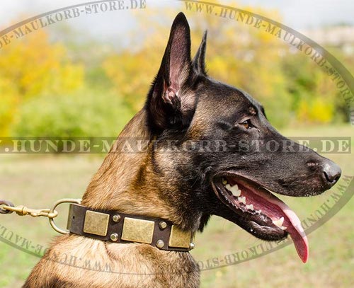 Brass Plated Oiled Leather Colalr for Malinois