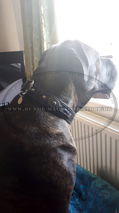 Hundehalsband für Cane Corso kaufen