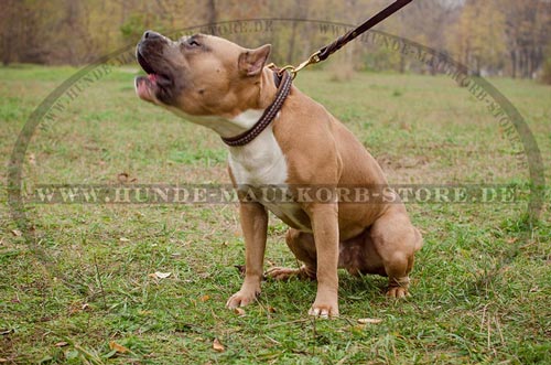 stilcolles Hundehalsband fuer Amstaff aus
zweischichtigem Leder 