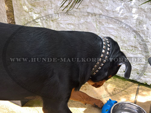 Rottweiler Halsband aus Leder kaufen