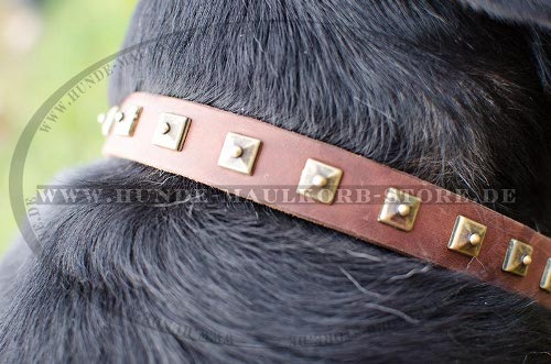 Design Hundehalsband aus Leder mit Nieten für
Sennenhunde