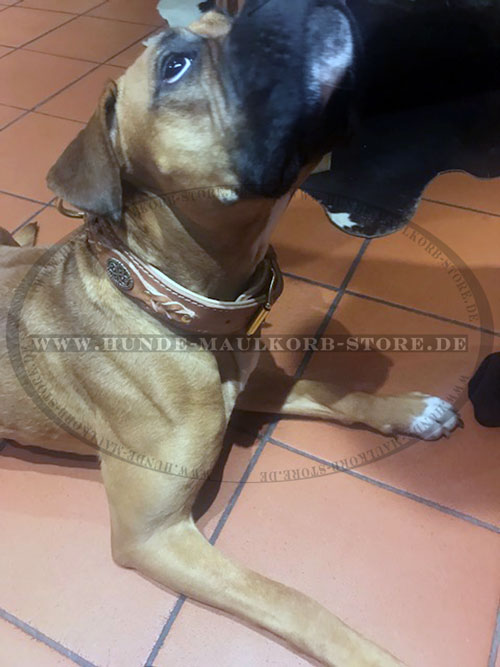 Boxer Hundehalsband aus Leder