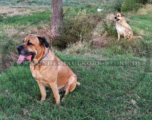 Herm Sprenger Dressurhalsband für Labrador Mix kaufen