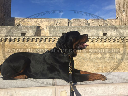 Hunde Kette kaufen